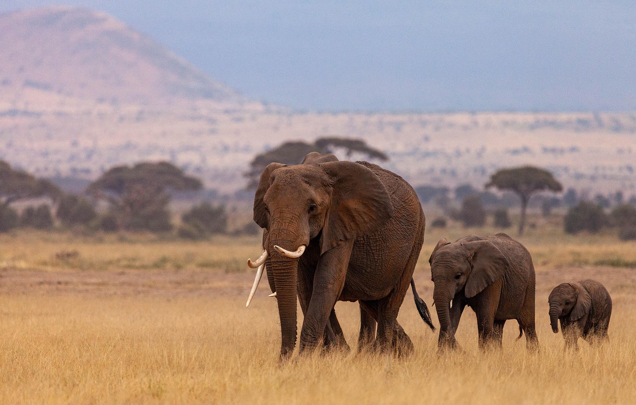 ÁFRICA “Kenia y Tanzania” 2026